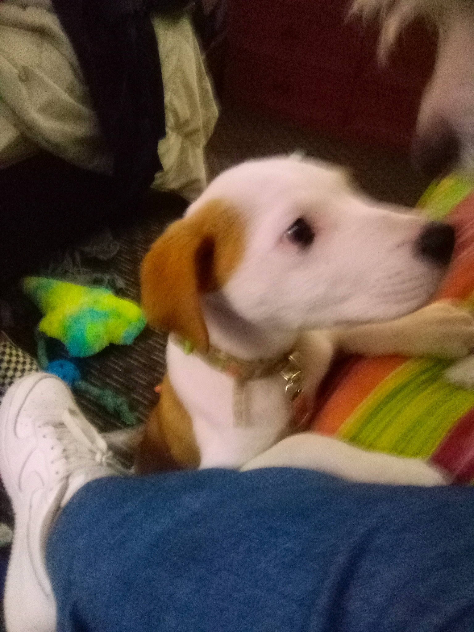 Ditzey joined the competition — help win amazing prizes! carnivore, cloud, collar, comfort, companion_dog, dog, dog_breed, dog_collar, fawn, fur, linens, paw, pet_supply, retriever, selfie, sporting_group, stuffed_toy, tail, whiskers, working_animal