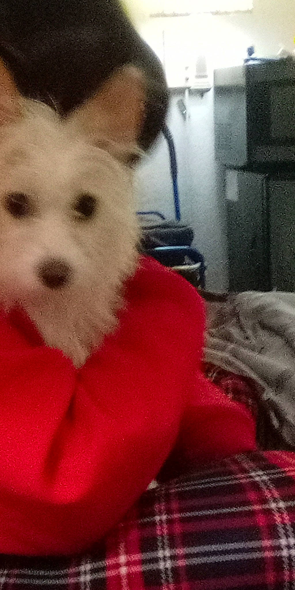 Cher is registered to the contest to win money with this photo: carnivore, comfort, companion_dog, dog, dog_breed, dog_supply, fawn, flooring, fur, linens, pattern, room, selfie, small_terrier, snout, tartan, terrier, toy_dog, whiskers, working_animal