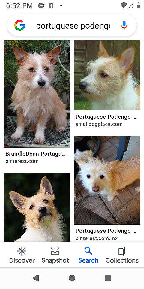 Cher is registered to the contest to win money with this photo: ancient_dog_breeds, canidae, carnivore, collage, companion_dog, dog, dog_breed, dog_supply, ear, fawn, fur, mammal, photography, sharing, snout, sporting_group, terrestrial_plant, toy_dog, vertebrate, working_animal