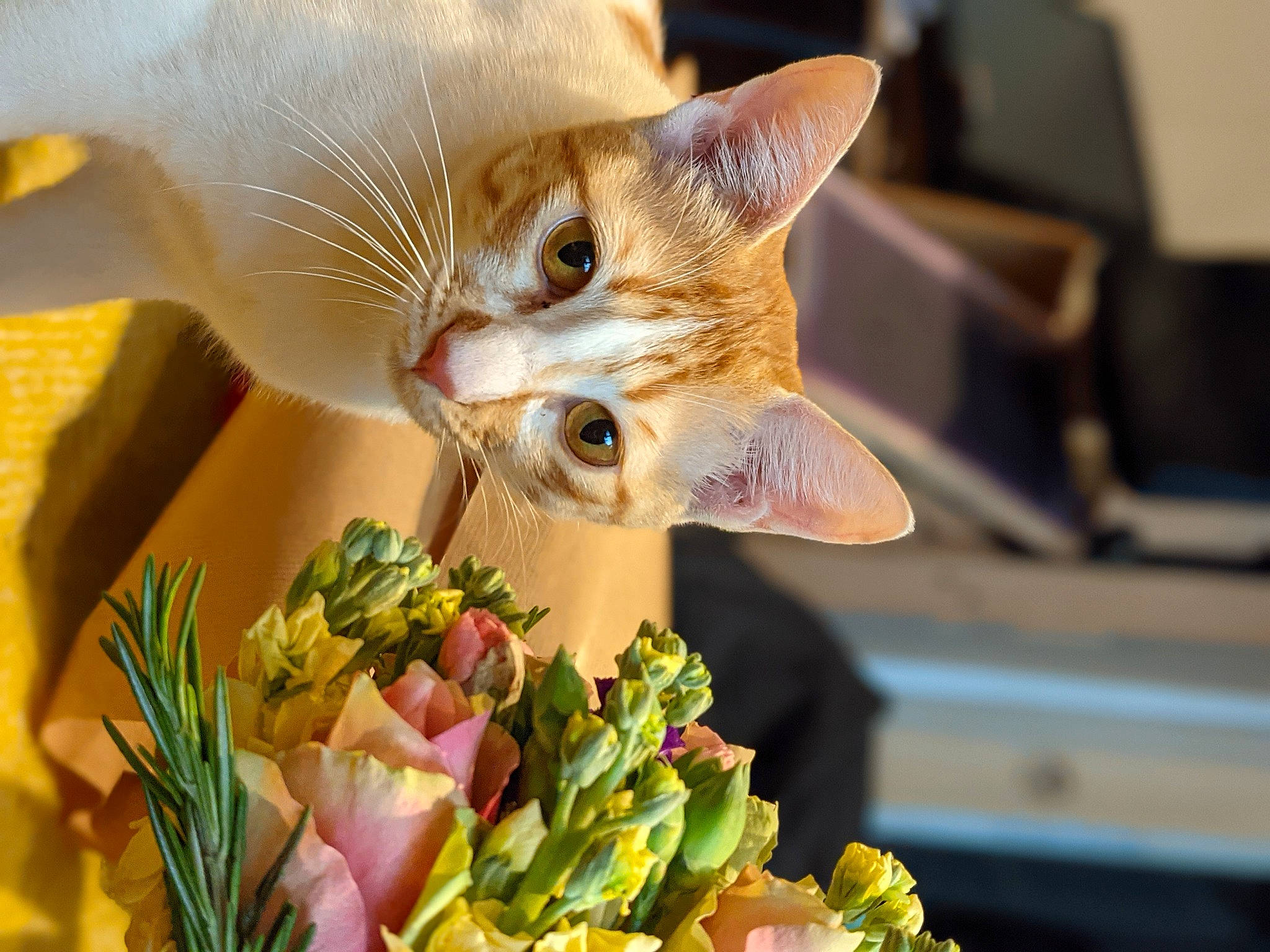 Tama is registered to the contest to win money with this photo: artificial_flower, carnivore, cat, close_up, cut_flowers, domestic_short_haired_cat, event, fawn, felidae, flower, flower_arranging, grass, happy, organism, petal, plant, rose, small_to_medium_sized_cats, snout, whiskers