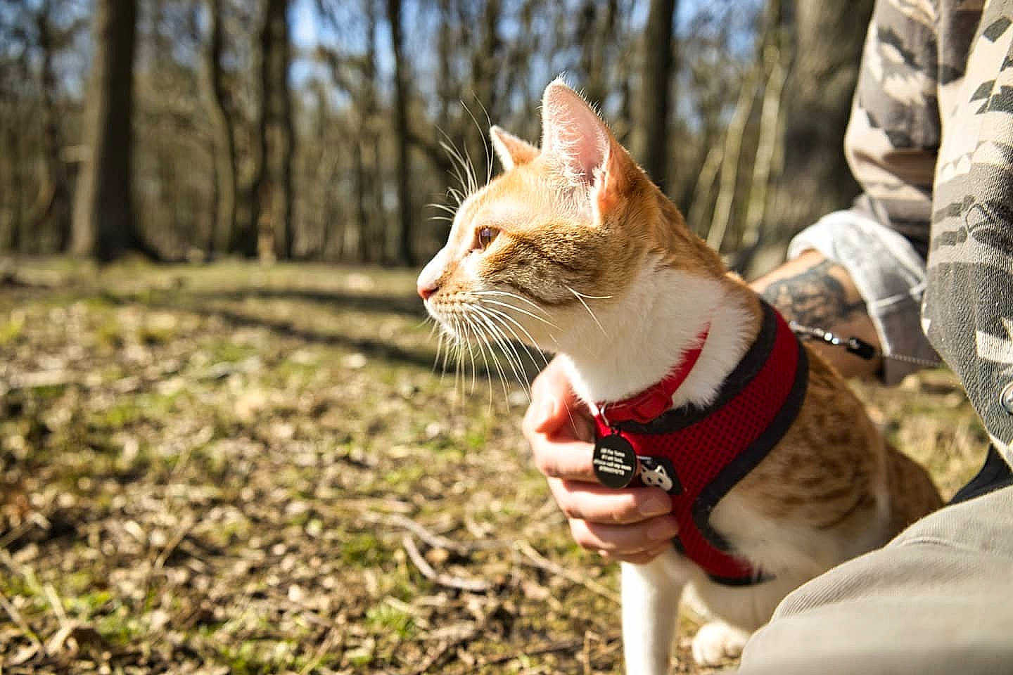 Tama is registered to the contest to win money with this photo: canidae, carnivore, cat, collar, domestic_short_haired_cat, fawn, felidae, fur, grass, hand, happy, natural_landscape, people_in_nature, plant, small_to_medium_sized_cats, snout, tail, tree, whiskers, wildlife