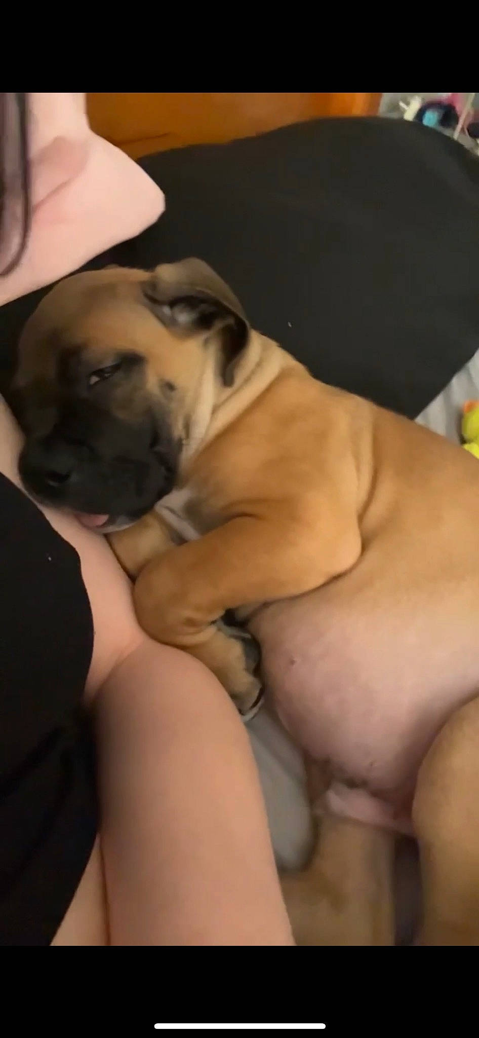 Barry joined the competition — help win amazing prizes! abdomen, barechested, canidae, carnivore, chest, comfort, companion_dog, dog, dog_breed, elbow, fawn, foot, human_leg, muscle, snout, sporting_group, thigh, working_animal, wrinkle, wrist