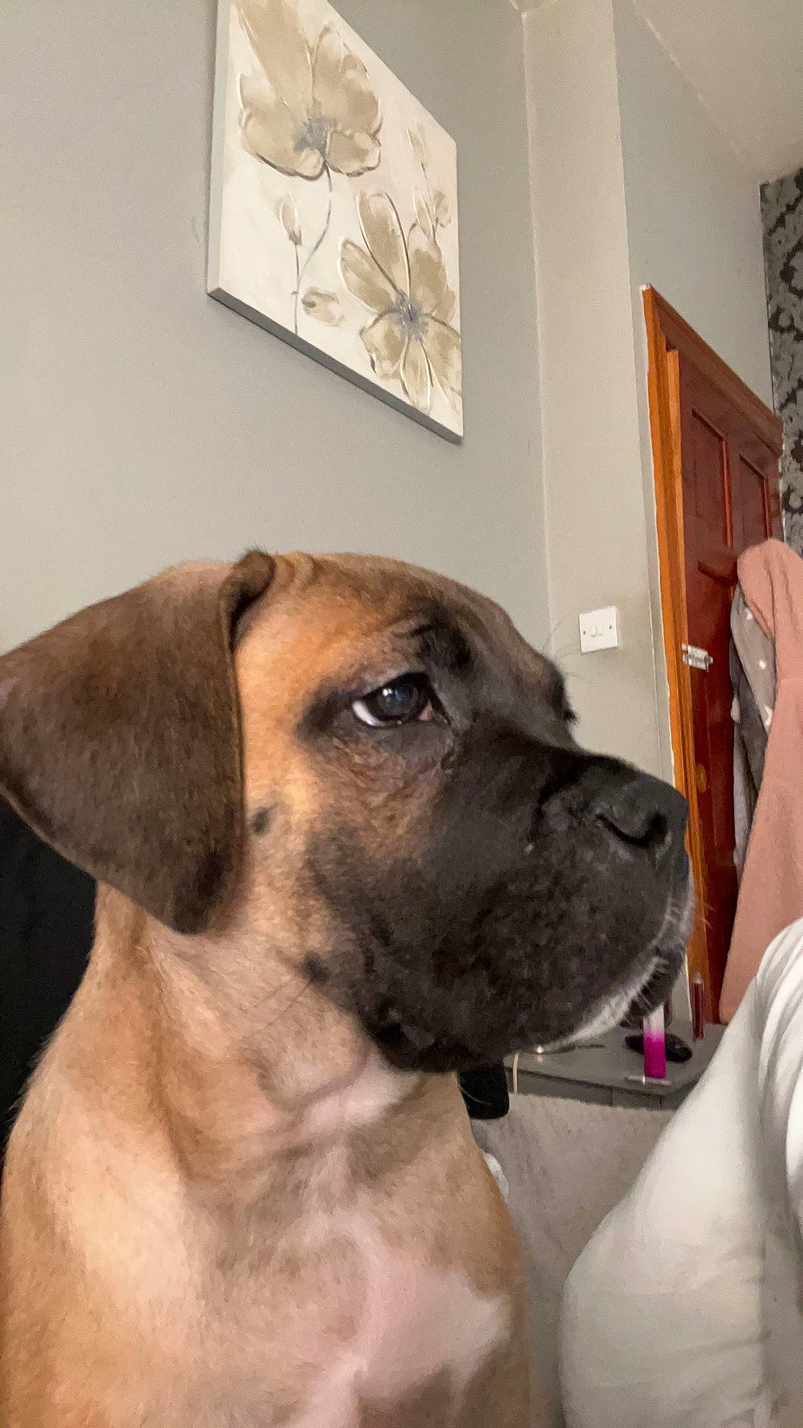 Barry is registered to the contest to win money with this photo: canidae, carnivore, collar, companion_dog, dog, dog_breed, dog_collar, door, fawn, flooring, fur, guard_dog, picture_frame, plant, snout, sporting_group, whiskers, wood, working_animal, working_dog