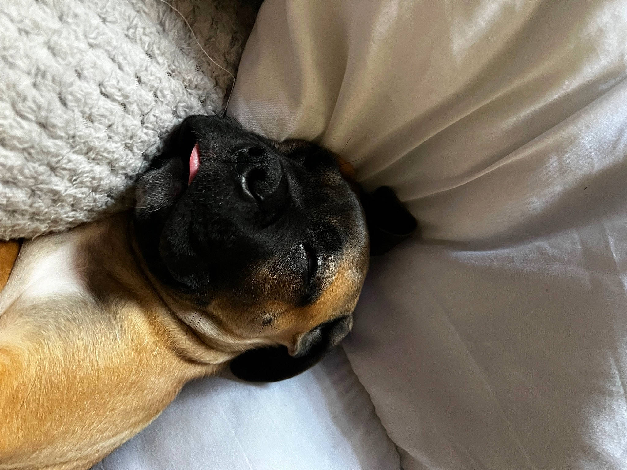 Barry is registered to the contest to win money with this photo: canidae, carnivore, comfort, companion_dog, couch, dog, dog_breed, ear, fawn, fur, linens, nap, paw, puppy, snout, sporting_group, terrestrial_animal, toy_dog, whiskers, working_animal