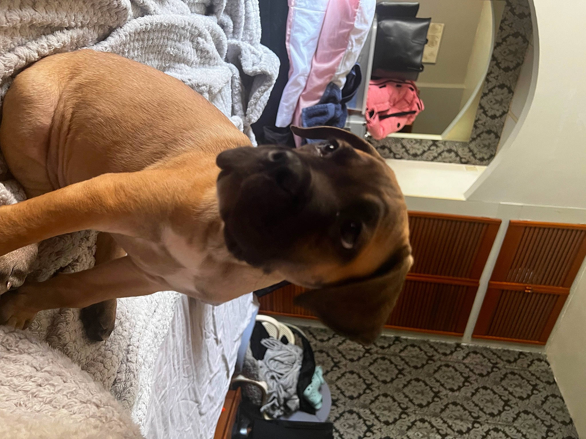 Barry joined the competition — help win amazing prizes! barechested, canidae, carnivore, chest, companion_dog, dog, dog_breed, elbow, eyewear, fawn, flooring, fun, fur, human_leg, snout, sporting_group, sunglasses, thigh, wood, working_animal