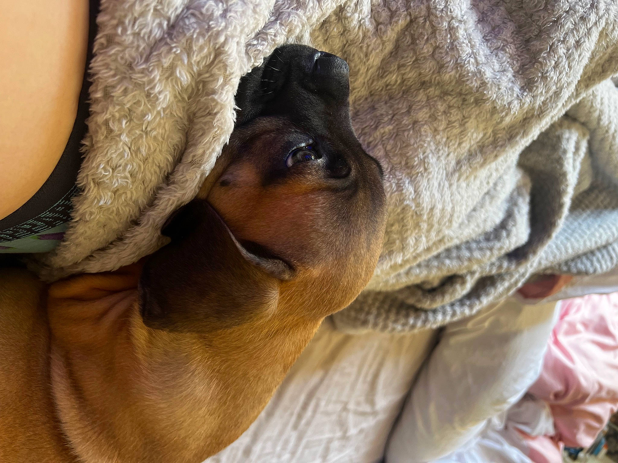 Barry is registered to the contest to win money with this photo: canidae, carnivore, comfort, companion_dog, dog, dog_breed, ear, fawn, fur, guard_dog, liver, paw, plant, snout, sporting_group, terrestrial_animal, toy_dog, whiskers, working_animal, wrinkle