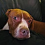 Macie is registered to the contest to win money with this photo: dog, brown_dog, white_markings, close_up, resting, couch, leather_couch, indoor, pet, animal, canine, face, head, nose, ears, fur, looking, expression, cozy, cushion