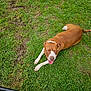 dog, brown_dog, white_paws, grass, green_grass, muddy_patches, outdoor, pet, canine, tongue_out, happy_dog, lying_down, looking_up, animal, nature, daylight, fur, ears, tail, snout