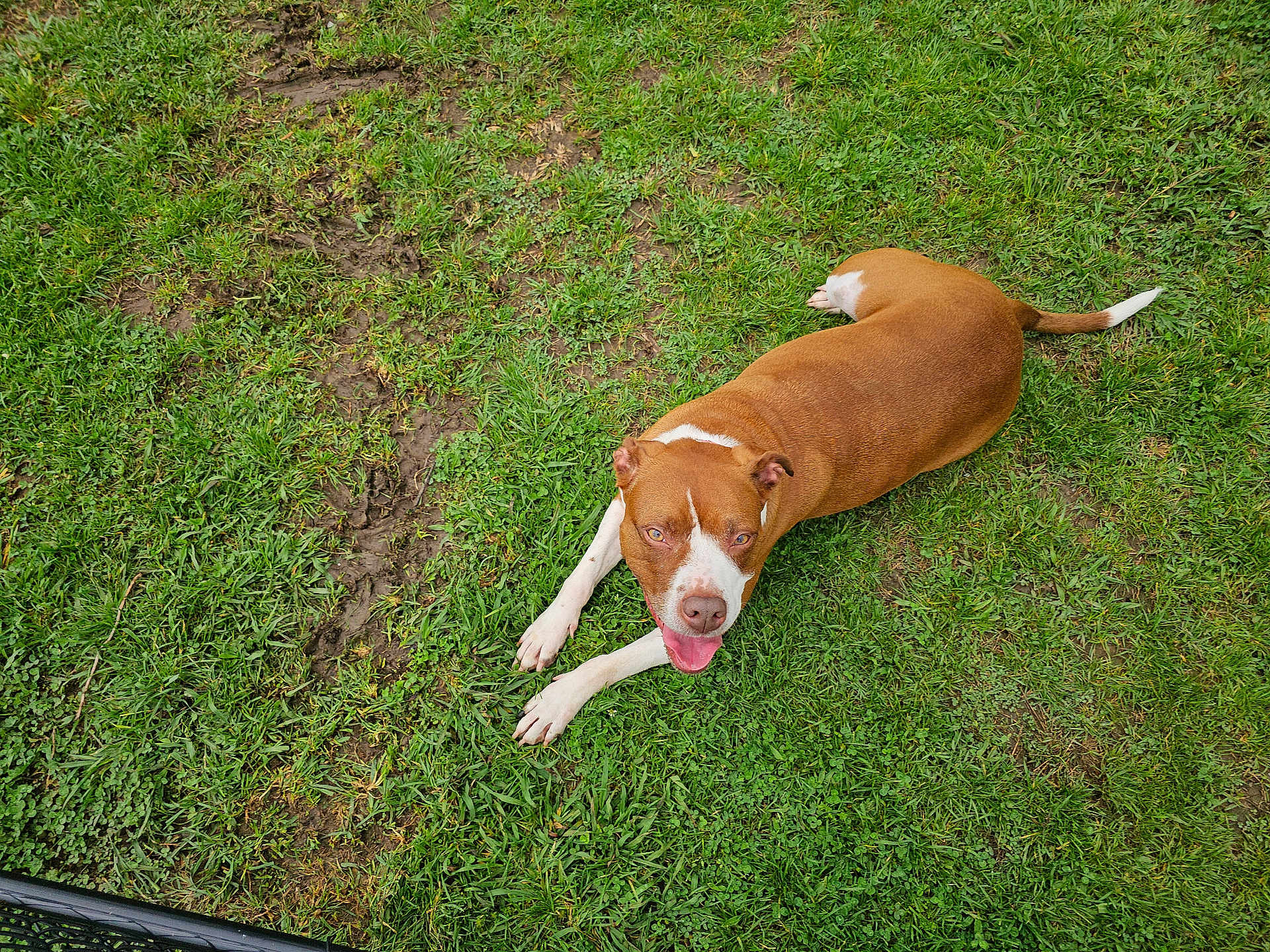 Macie