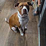 Macie joined the competition — help win amazing prizes! dog, brown, white, floor, wooden_floor, indoor, pet, collar, sitting, looking_up, chair, scarecrow, decoration, home, animal, canine, ears, tail, fur, eyes