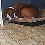 dog, sleeping, dog_bed, brown, white, tile_floor, indoor, resting, pet, canine, cozy, quiet, corner, relaxing, home, fur, cute, peaceful, animal, companion