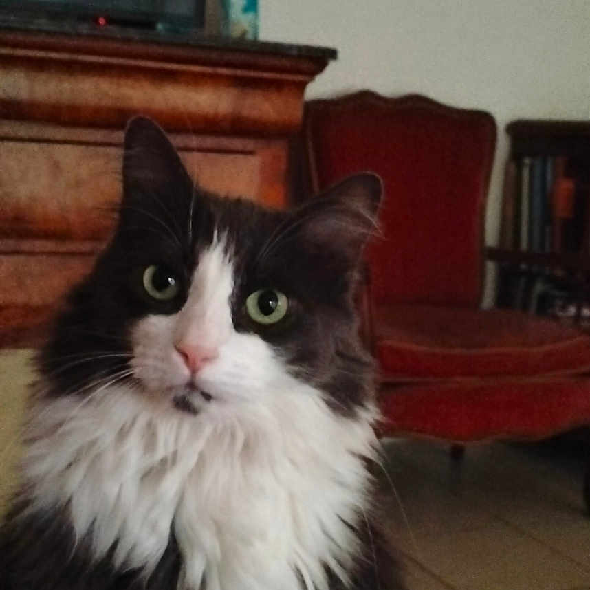 Marquise participe au concours pour gagner de l'argent avec cette photo : black_and_white, cat, cozy, curious, domestic_animal, floor, fluffy_fur, furniture, green_eyes, home, indoor, living_room, pet, portrait, remote_control, rug, sitting, tile, vintage_chair, wooden_cabinet