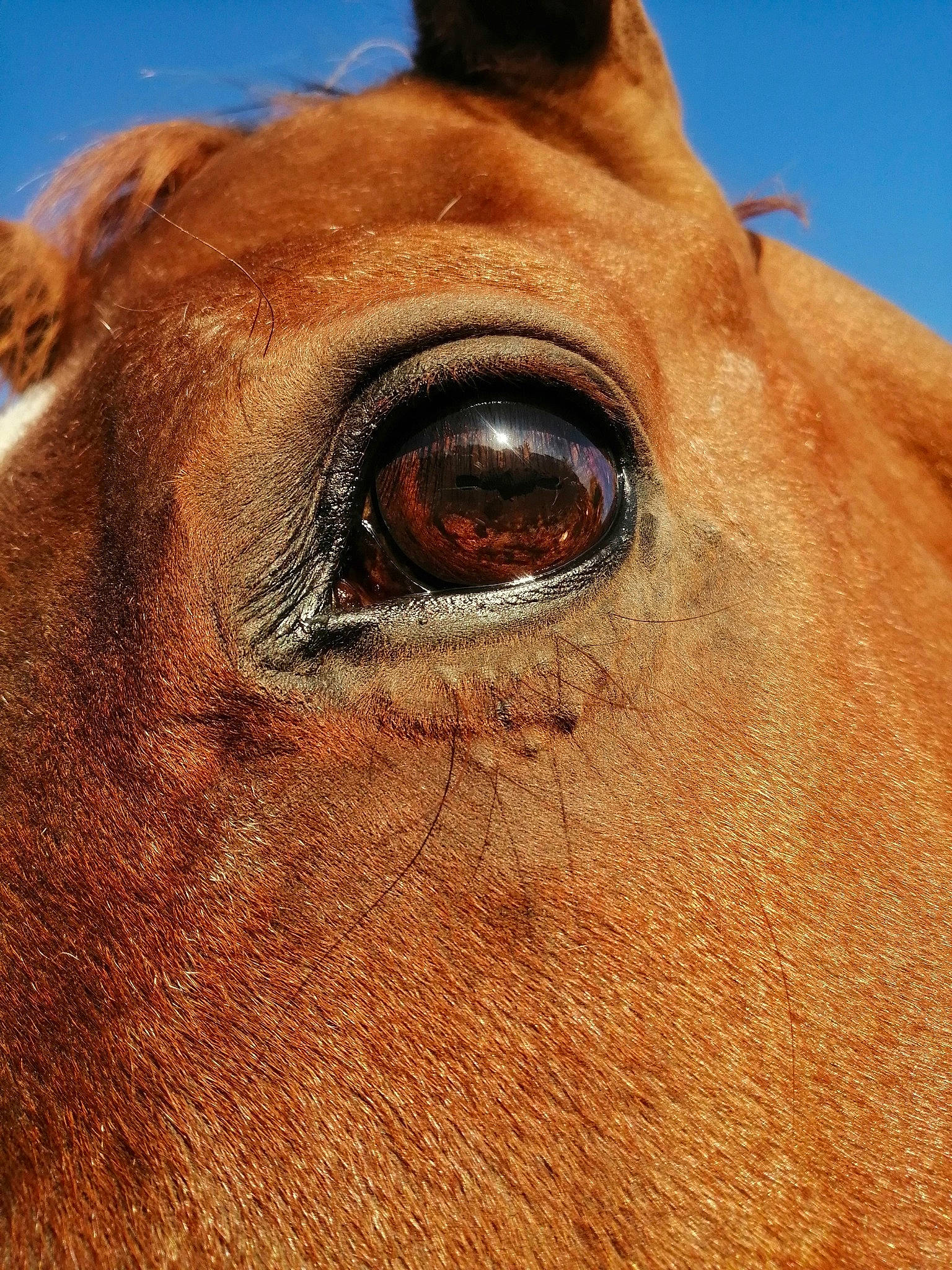 Rocky Mountain participe au concours pour gagner de l'argent avec cette photo : bridle, brown, close_up, eye, head, horse, liver, mammal, mane, mare, mustang_horse, nose, organ, photography, sky, snout, sorrel, stallion, terrestrial_animal, whiskers