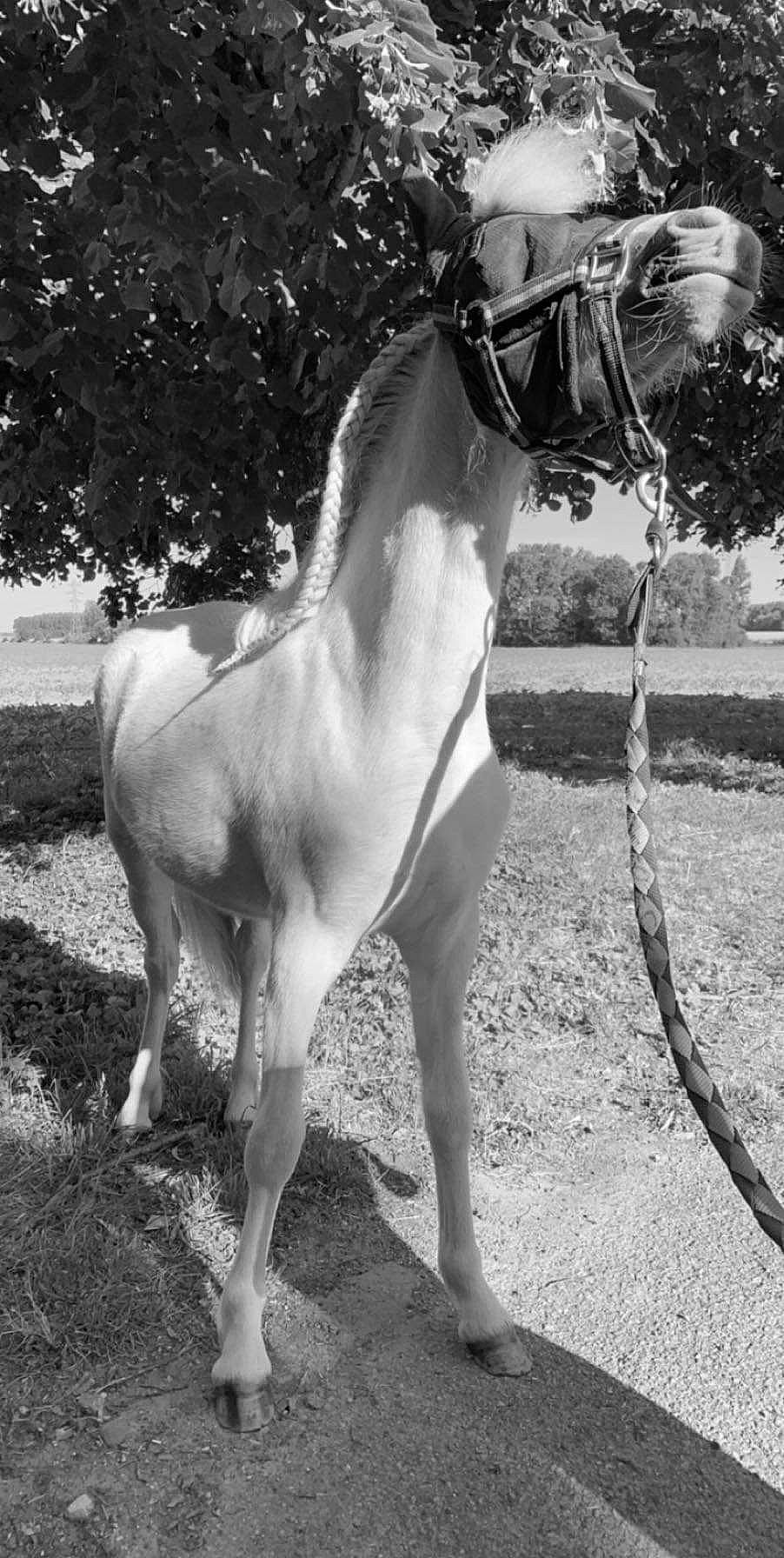 June Des Joncs participe au concours pour gagner de l'argent avec cette photo : black_and_white, horse, horse_tack, livestock, mammal, mane, mare, mustang_horse, stallion