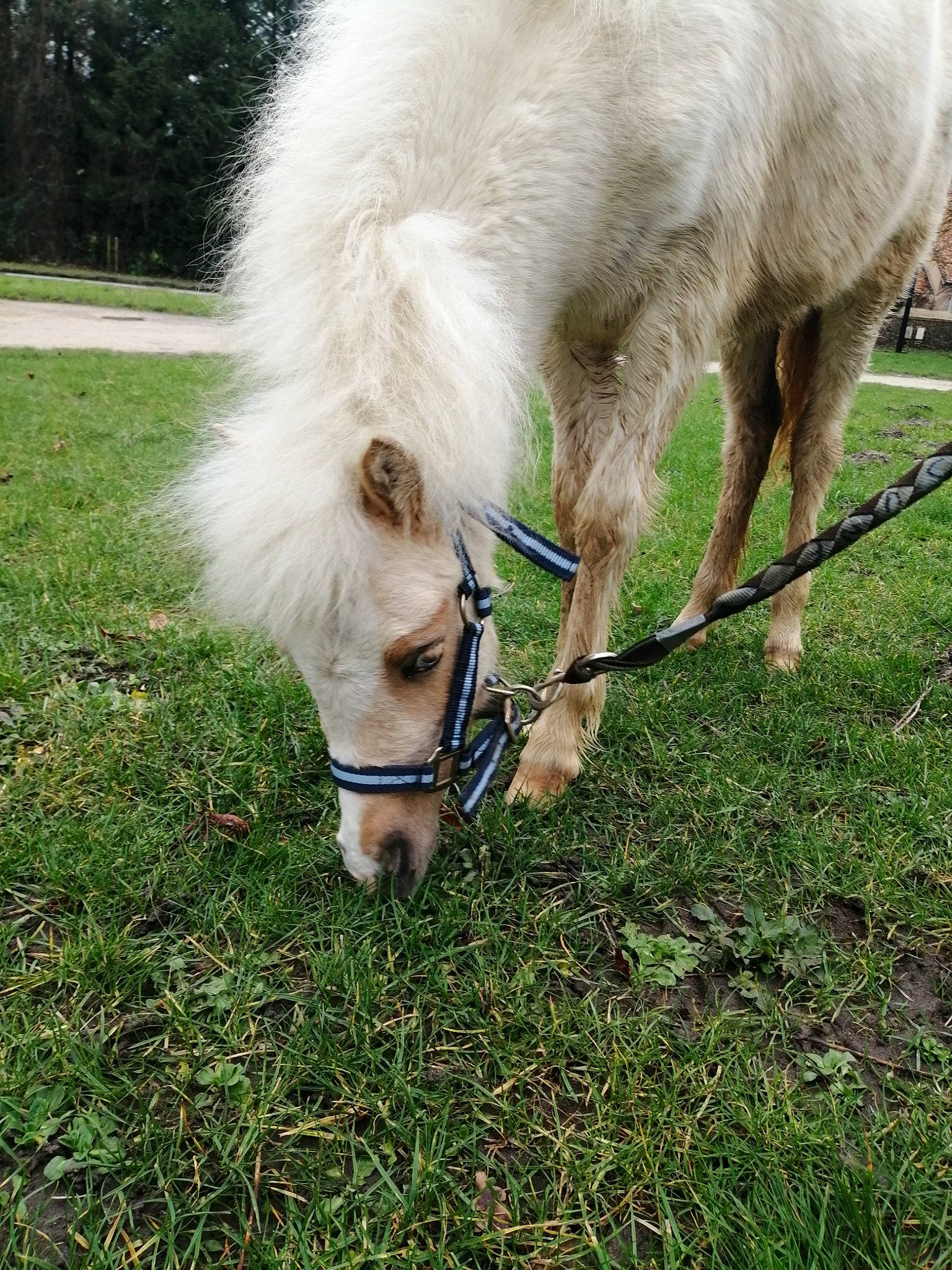 June Des Joncs participe au concours pour gagner de l'argent avec cette photo : grass, grazing, horse, livestock, mammal, mane, mare, pasture, plant, pony, shetland_pony