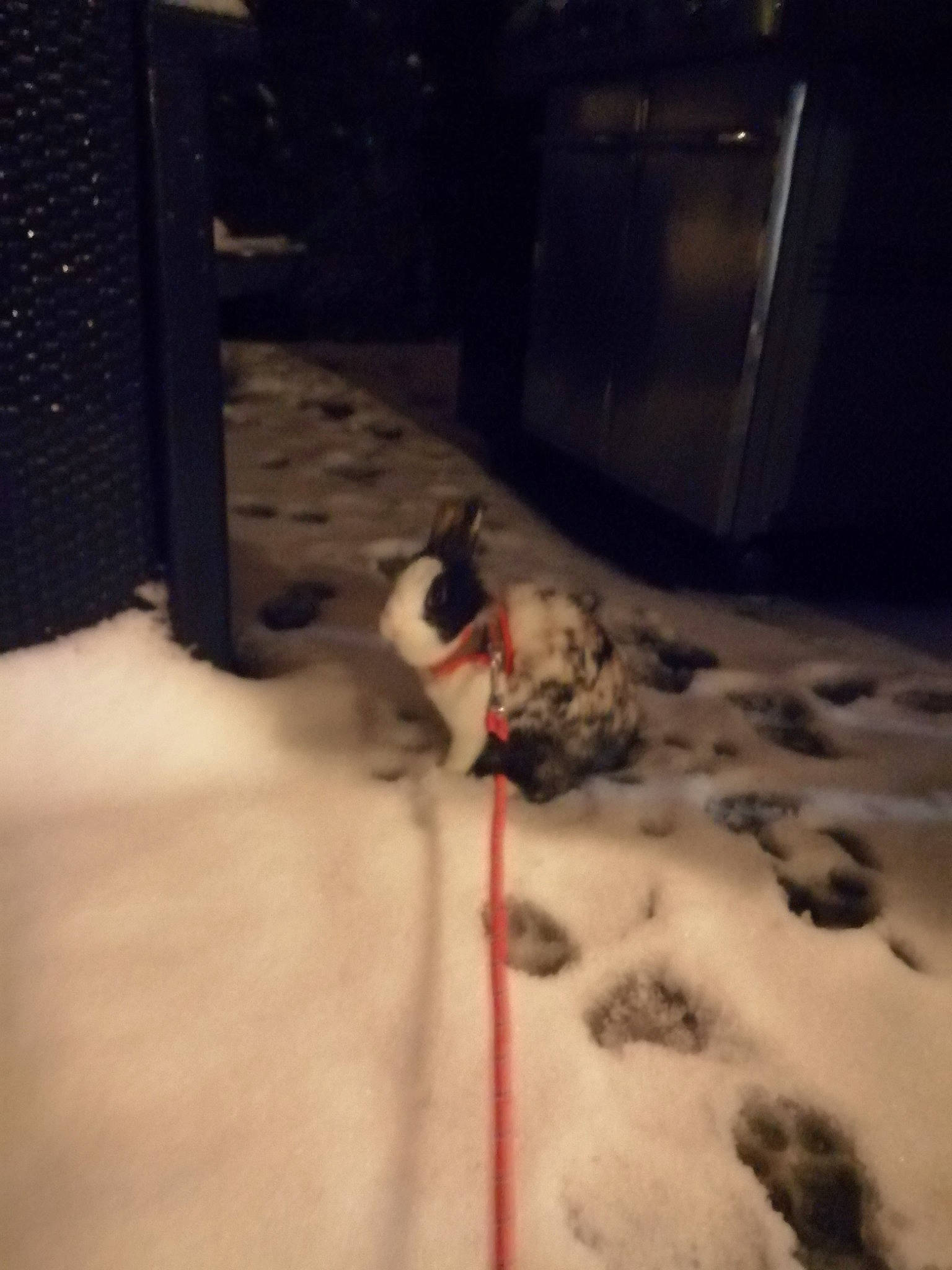 Kinder a rejoint le concours — aidez-le/la à gagner de superbes lots ! carnivore, companion_dog, darkness, dog, dog_breed, felidae, flooring, freezing, fur, hardwood, room, small_to_medium_sized_cats, snout, snow, sporting_group, tail, tints_and_shades, whiskers, winter, wood