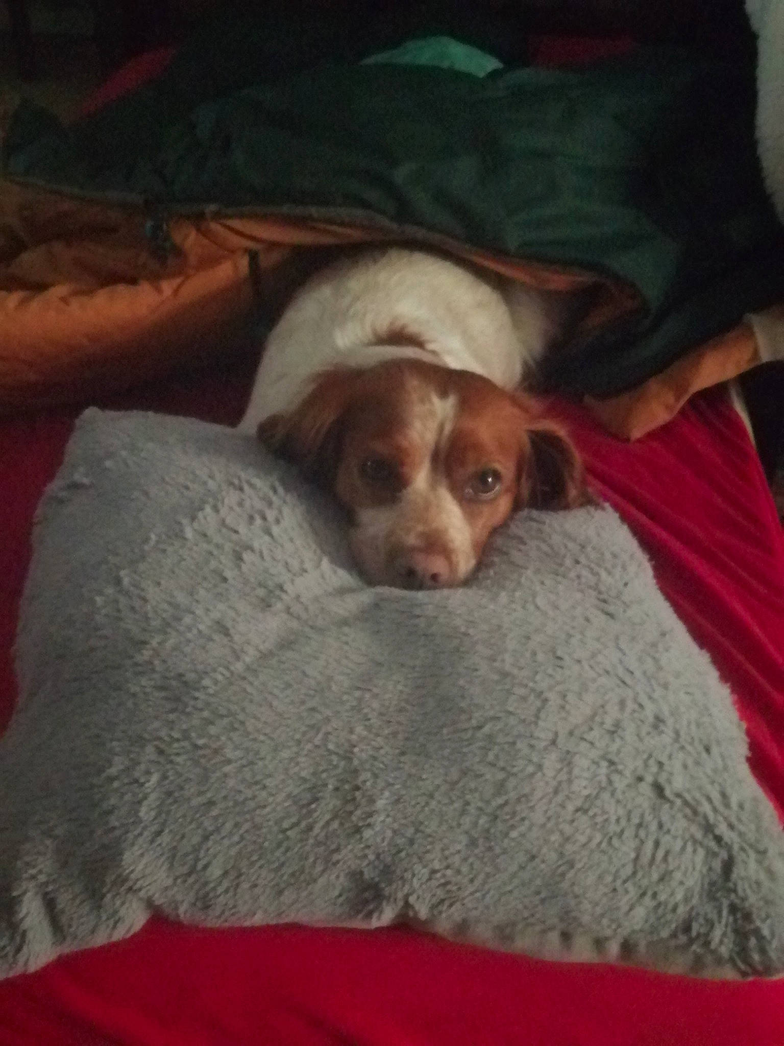 Iris a rejoint le concours — aidez-le/la à gagner de superbes lots ! brittany, canidae, carnivore, companion_dog, dog, dog_breed, hunting_dog, mammal, pachon_navarro, pointer, puppy, sporting_group, vizsla