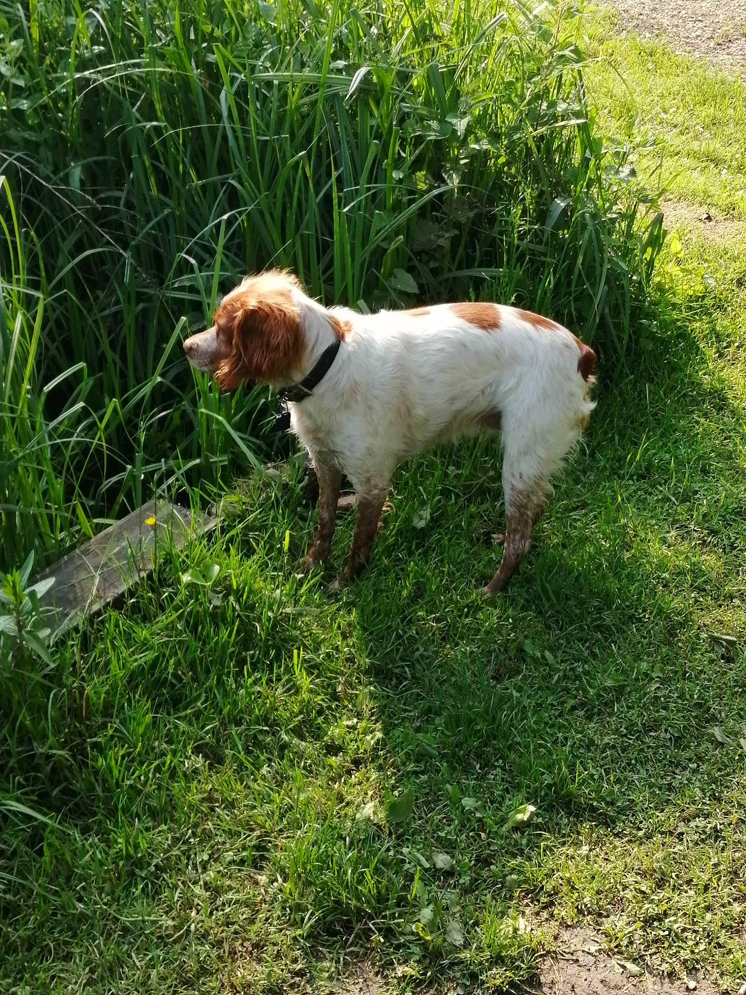 Iris a rejoint le concours — aidez-le/la à gagner de superbes lots ! ariege_pointer, braque_du_bourbonnais, braque_saint_germain, brittany, canidae, carnivore, companion_dog, dog, dog_breed, grass, hunting_dog, istrian_coarse_haired_hound, mammal, plant, pointer, pointing_breed, rare_breed_dog, sporting_group, vertebrate
