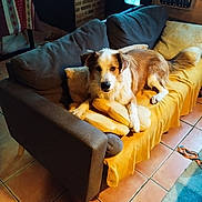 Bounty participe au concours pour gagner de l'argent avec cette photo : blanket, books, bookshelf, brick_wall, carpet, couch, cozy, dog, door, floor_tiles, fur, indoor, looking, pet, pillow, relaxing, rope_toy, table, tablecloth, window