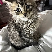 Stella is registered to the contest to win money with this photo: kitten, cat, tabby, pet, fluffy, fur, whiskers, big_eyes, ears, close_up, portrait, bedding, blanket, indoor, cozy, domestic_animal, cute, young, staring, soft_texture