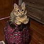 Stella is registered to the contest to win money with this photo: cat, kitten, backpack, leopard_print, indoor, hardwood_floor, dresser, door, fur, large_eyes, pet, animal, sitting, paws, whiskers, portrait, curious, luggage, pattern, cozy