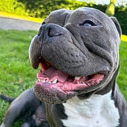 Venom participe au concours pour gagner de l'argent avec cette photo : dog, smiling, close_up, outdoor, grass, pet, canine, happy, tongue, teeth, nature, animal, blurred_background, playful, fun, young_dog, summer, sunlight, friendly, portrait