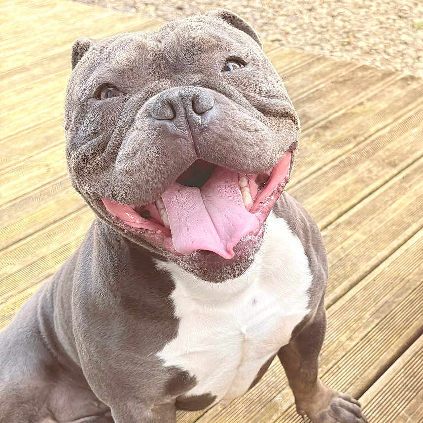 Venom a rejoint le concours — aidez-le/la à gagner de superbes lots ! dog, smiling, tongue_out, sitting, wooden_deck, outdoor, happy, pet, canine, gray_fur, white_chest, sunlight, daylight, hedge, gravel, paw, animal, friendly, closeup, cute