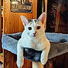 animal, cat, cat_tree, cozy, curious, cute, domestic_cat, feline, fur, furniture, home, indoor, paws, pet, portrait, relaxed, resting, sign, white_cat, wooden_door
