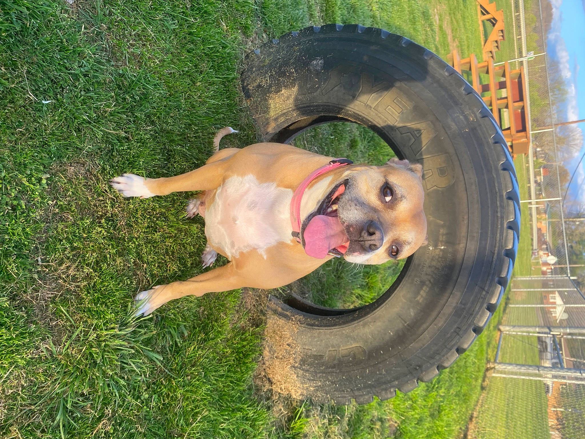 Ivy joined the competition — help win amazing prizes! auto_part, automotive_tire, carnivore, circle, companion_dog, dog, dog_breed, fawn, fun, garden_hose, grass, lawn, leisure, recreation, rim, snout, tail, tire, wheel, working_animal