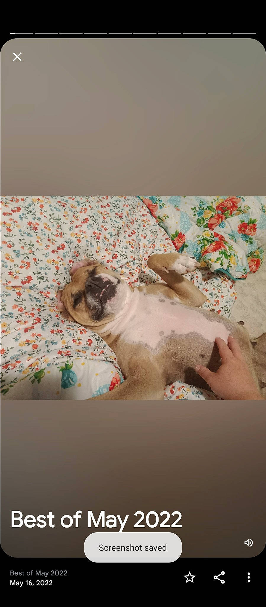 Ivy joined the competition — help win amazing prizes! bed_sheet, bedding, canidae, carnivore, comfort, companion_dog, dog, dog_breed, fawn, felidae, flooring, fur, linens, paw, pug, room, small_to_medium_sized_cats, sporting_group, toy_dog, whiskers