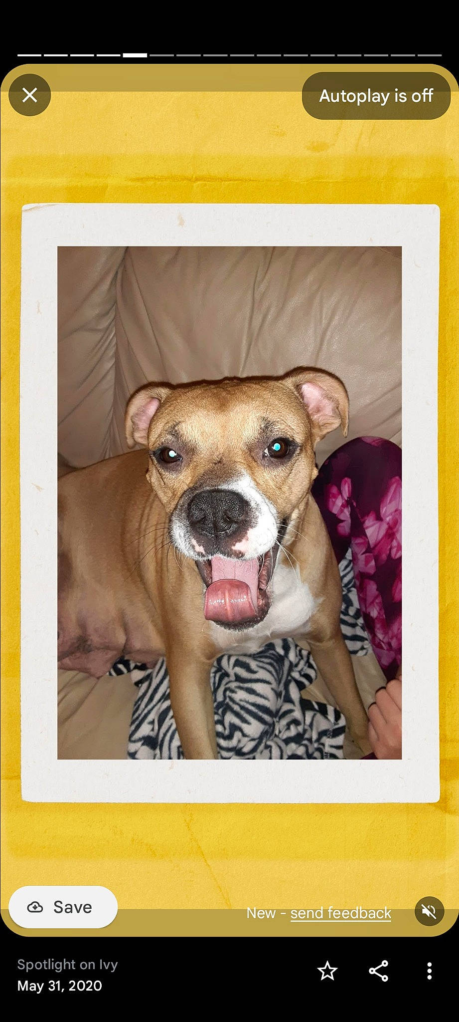 Ivy is registered to the contest to win money with this photo: canidae, carnivore, collar, companion_dog, dog, dog_breed, dog_collar, dog_supply, fawn, liver, paw, pet_supply, picture_frame, rectangle, snout, sporting_group, terrestrial_animal, toy_dog, whiskers, working_animal