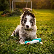 Loki participe au concours pour gagner de l'argent avec cette photo : puppy, dog, pet, animal, grass, garden, outdoor, portrait, fluffy, fur, blue_merle, sitting, toy, chew_toy, collar, eyes, nose, golden_hour, nature, backyard