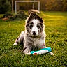 puppy, dog, pet, animal, grass, garden, outdoor, portrait, fluffy, fur, blue_merle, sitting, toy, chew_toy, collar, eyes, nose, golden_hour, nature, backyard