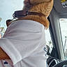 animal, canine, car_interior, casual, clothing, collar, dashboard, daytime, dog, domestic_animal, looking_away, pet, relaxed, seat, side_view, sky, steering_wheel, transportation, white_shirt, window