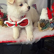 Ayko a rejoint le concours — aidez-le/la à gagner de superbes lots ! puppy, dog, white_fur, bow_tie, holiday_decorations, christmas, gnome, red_hat, soft_texture, table, indoor, cute, festive, decor, fluffy, pet, animal, christmas_theme, holiday, adorable