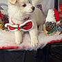 puppy, dog, white_fur, bow_tie, holiday_decorations, christmas, gnome, red_hat, soft_texture, table, indoor, cute, festive, decor, fluffy, pet, animal, christmas_theme, holiday, adorable