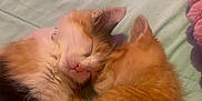 Vanessa joined the competition — help win amazing prizes! cat, kitten, sleeping, snuggling, calico, orange_tabby, fur, pet, cute, cozy, bed, resting, animal, paw, whiskers, domestic, companion, indoor, soft, cute_animals