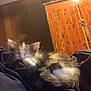 kitten, cat, sleeping, fur, calico, indoor, cozy, wooden_cabinet, luggage, soft_light, resting, animal, pet, feline, black_fabric, closeup, cute, small, young, quiet