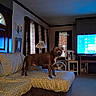 dog, couch, living_room, lamp, television, chair, window, curtains, fan, carpet, door, patterned_fabric, brown_dog, indoor, furniture, screen, light, home, pet, standing