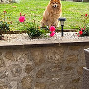 Scooby participe au concours pour gagner de l'argent avec cette photo : dog, fluffy_dog, pet, garden, roses, flowers, grass, lawn, sitting, smiling, outdoor, stone_wall, patio, solar_lamp, shrub, fence, chair, backyard, ornamental_plant, calm