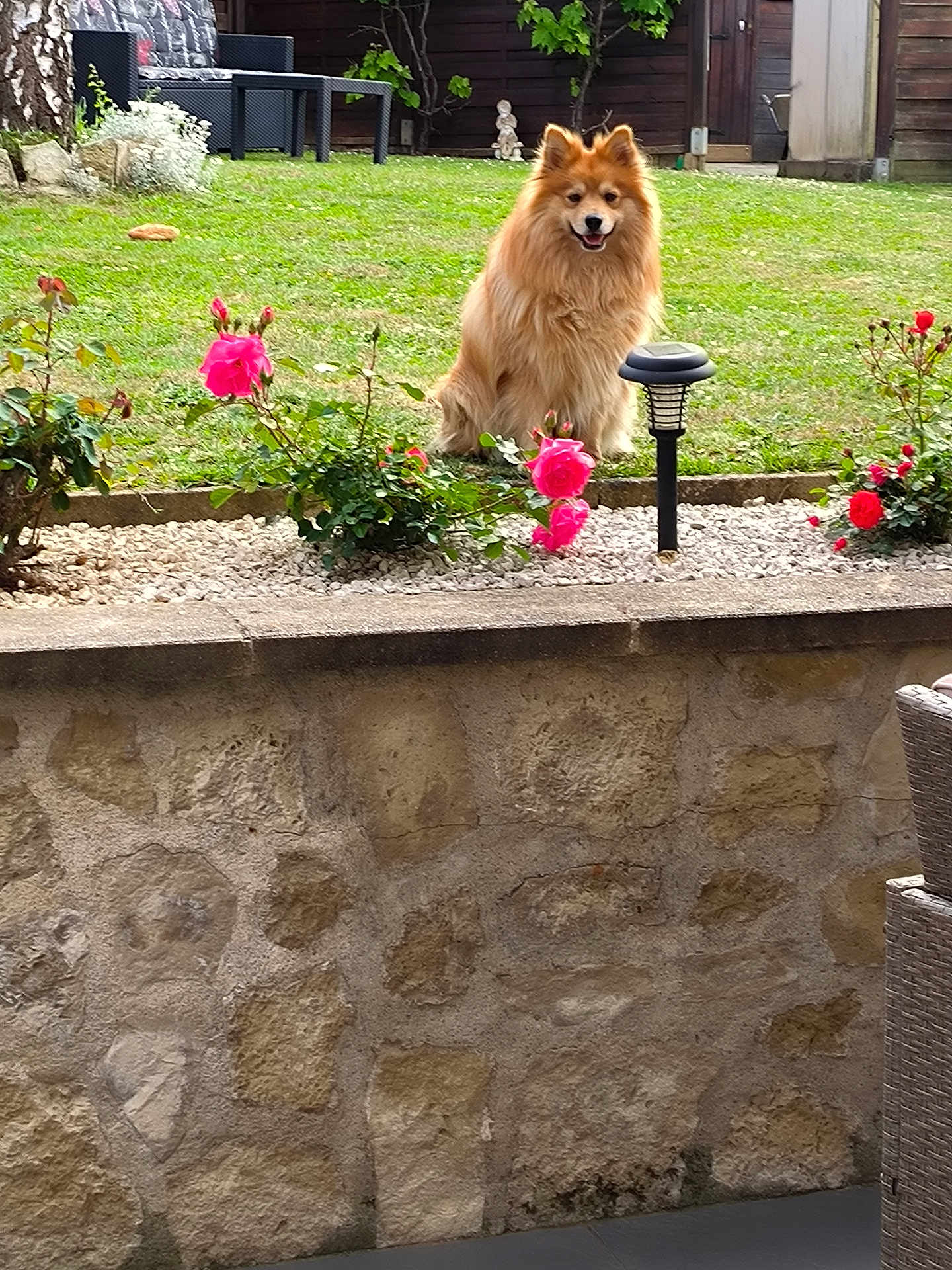 Scooby participe au concours pour gagner de l'argent avec cette photo : dog, fluffy_dog, pet, garden, roses, flowers, grass, lawn, sitting, smiling, outdoor, stone_wall, patio, solar_lamp, shrub, fence, chair, backyard, ornamental_plant, calm