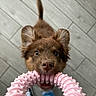Aria a rejoint le concours — aidez-le/la à gagner de superbes lots ! dog, puppy, brown_fur, fluffy, open_mouth, playing, toy, pink_toy, chewing, teeth, nose, eyes, ears, tail, portrait, close_up, indoor, tile_floor, pet, funny