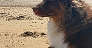 Aria a rejoint le concours — aidez-le/la à gagner de superbes lots ! dog, beach, sand, ocean, seaside, outdoor, animal, pet, portrait, profile, sitting, long_hair, fluffy_fur, brown_fur, black_fur, white_chest, paws, shoreline, sunlight, shadow