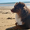 dog, beach, sand, ocean, seaside, outdoor, animal, pet, portrait, profile, sitting, long_hair, fluffy_fur, brown_fur, black_fur, white_chest, paws, shoreline, sunlight, shadow