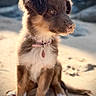 Aria a rejoint le concours — aidez-le/la à gagner de superbes lots ! puppy, dog, brown_and_white, sitting, outdoor, beach, sand, snowy_background, collar, pink_collar, tag, floppy_ears, fur, white_chest, white_paws, sandy_nose, pet, animal_portrait, sunlight, nature