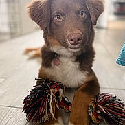 Aria a rejoint le concours — aidez-le/la à gagner de superbes lots ! puppy, dog, pet, brown_fur, white_fur, floppy_ears, portrait, sitting, indoors, floor, rope_toy, chew_toy, collar, tag, paws, front_view, cute, playful, soft_lighting, home