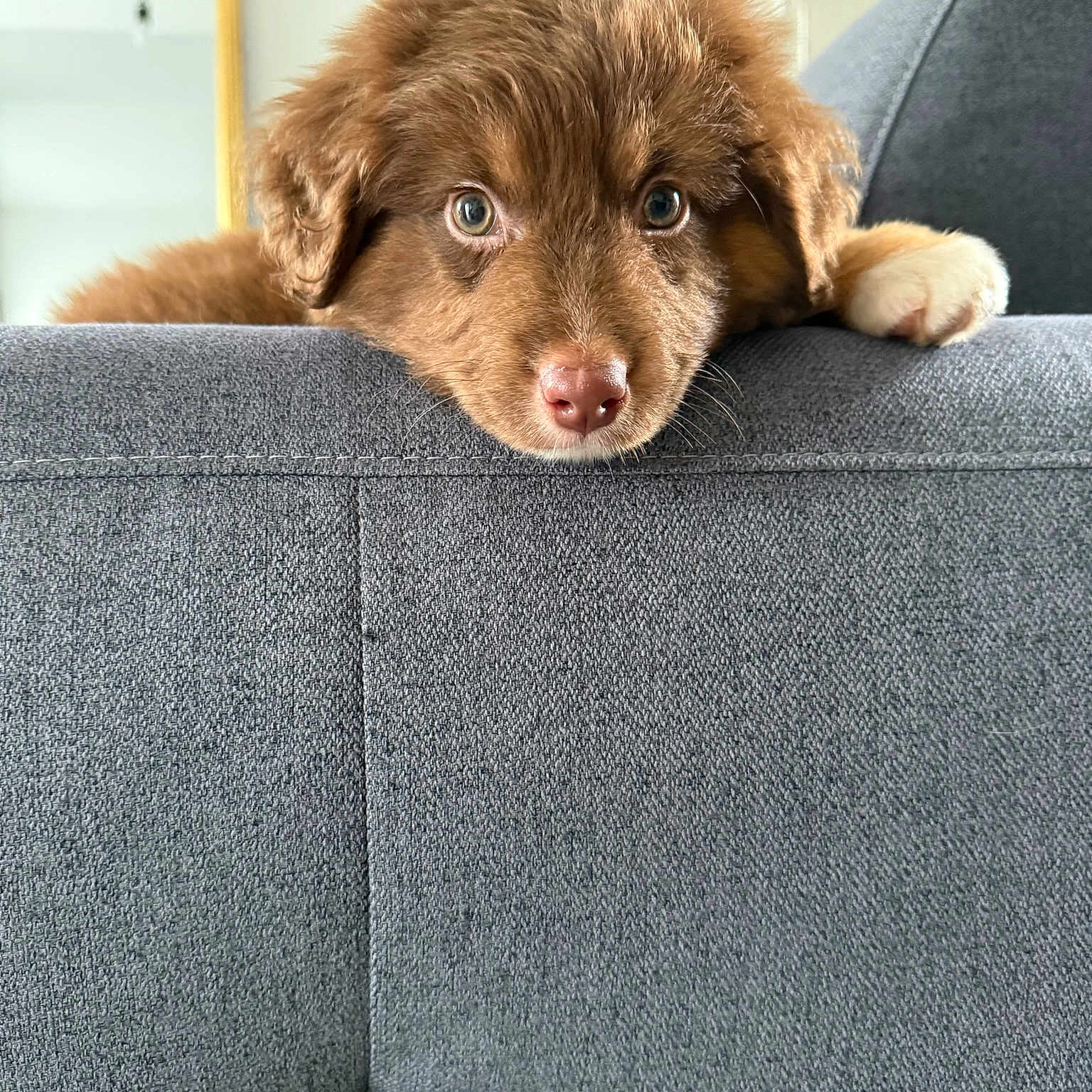 Aria