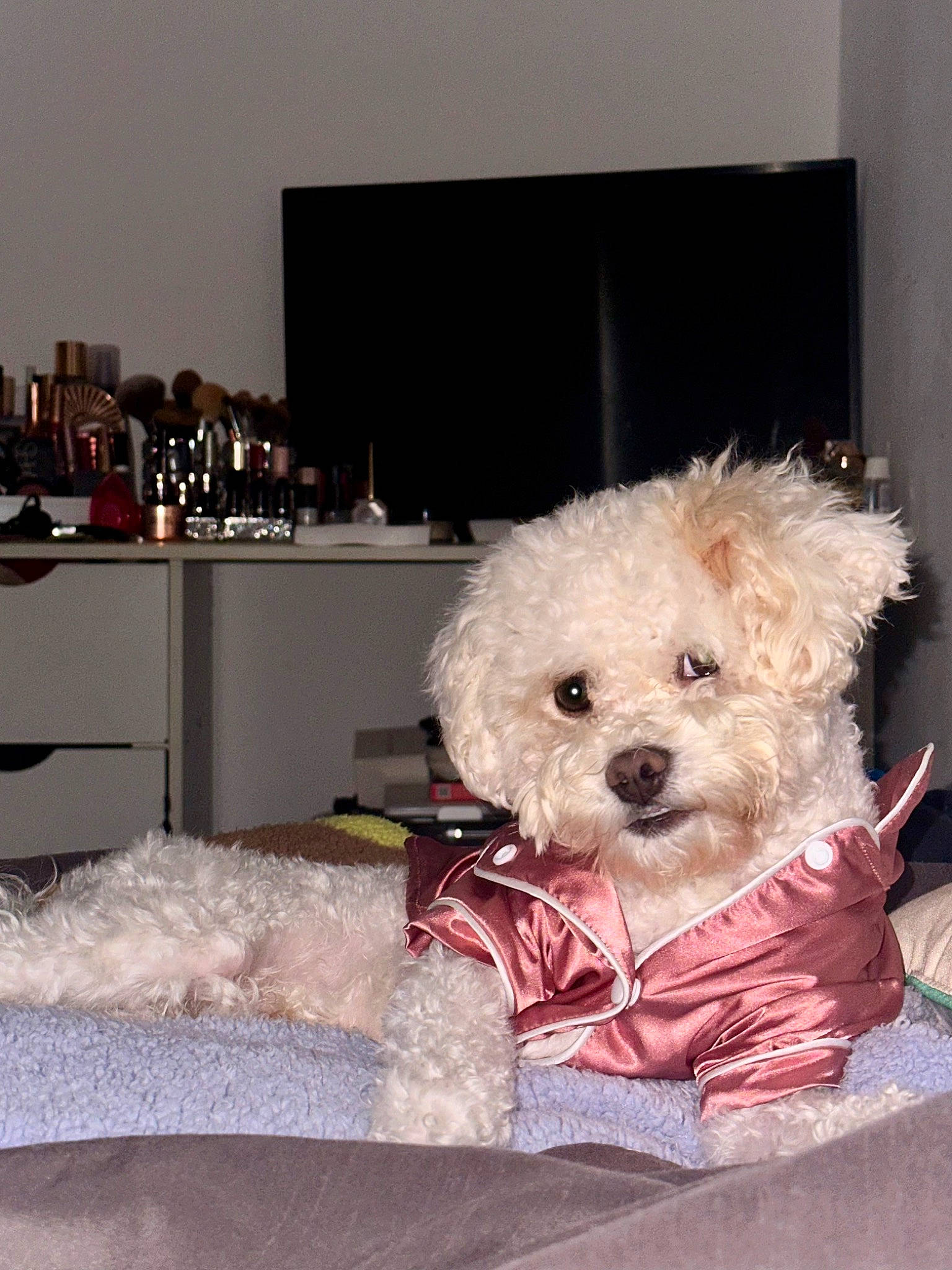 Theo joined the competition — help win amazing prizes! canidae, carnivore, companion_dog, couch, dog, dog_breed, dog_clothes, dog_supply, fawn, fur, pet_supply, room, small_terrier, snout, sporting_group, stuffed_toy, teddy_bear, terrier, toy, toy_dog