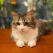 Bunny is registered to the contest to win money with this photo: cat, tabby, white_paws, pink_nose, fluffy, indoor, wooden_surface, blurred_background, plants, greenery, relaxed, pet, animal, feline, closeup, portrait, cute, soft_light, domestic, cozy