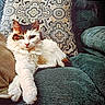 animal, black_patches, brown_patches, calico_cat, cat, couch, cozy, cushion, ears, feline, fluffy, indoors, long_hair, lounging, paws, pet, portrait, whiskers, white_fur, yellow_eyes